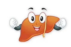 Improving the liver through effective small exercises