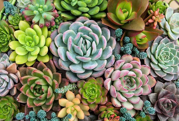 How to grow and care for succulents - A tiny but meaningful plant