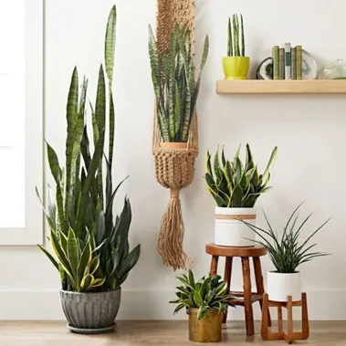 Suggestions for Indoor Plants That Are Both Beautiful and Good for Your Health