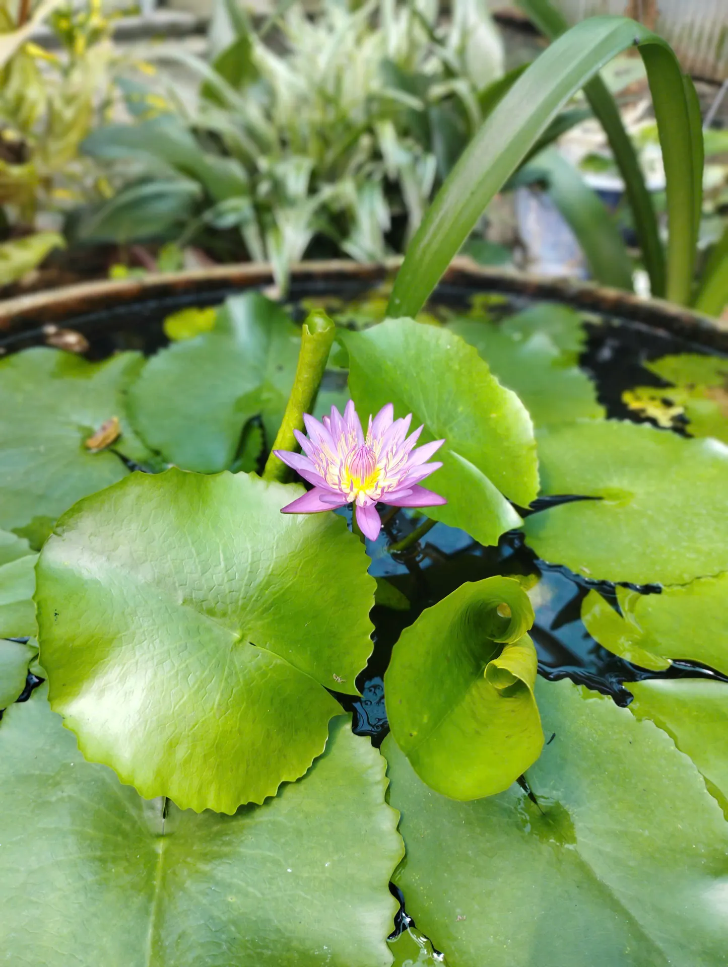 Ornamental Water Lilies - Elegant Beauty Upon the Water