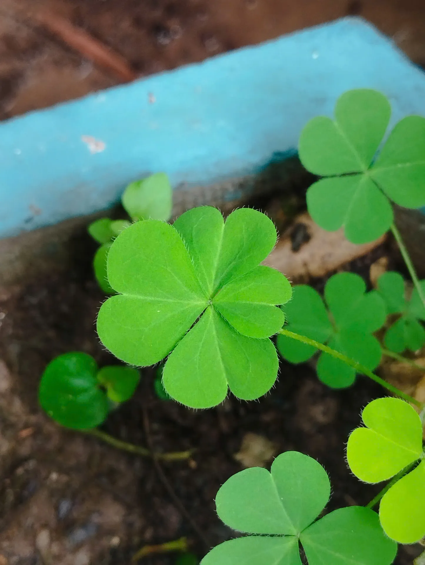 Four-Leaf Clover - A Symbol of Luck and Hope