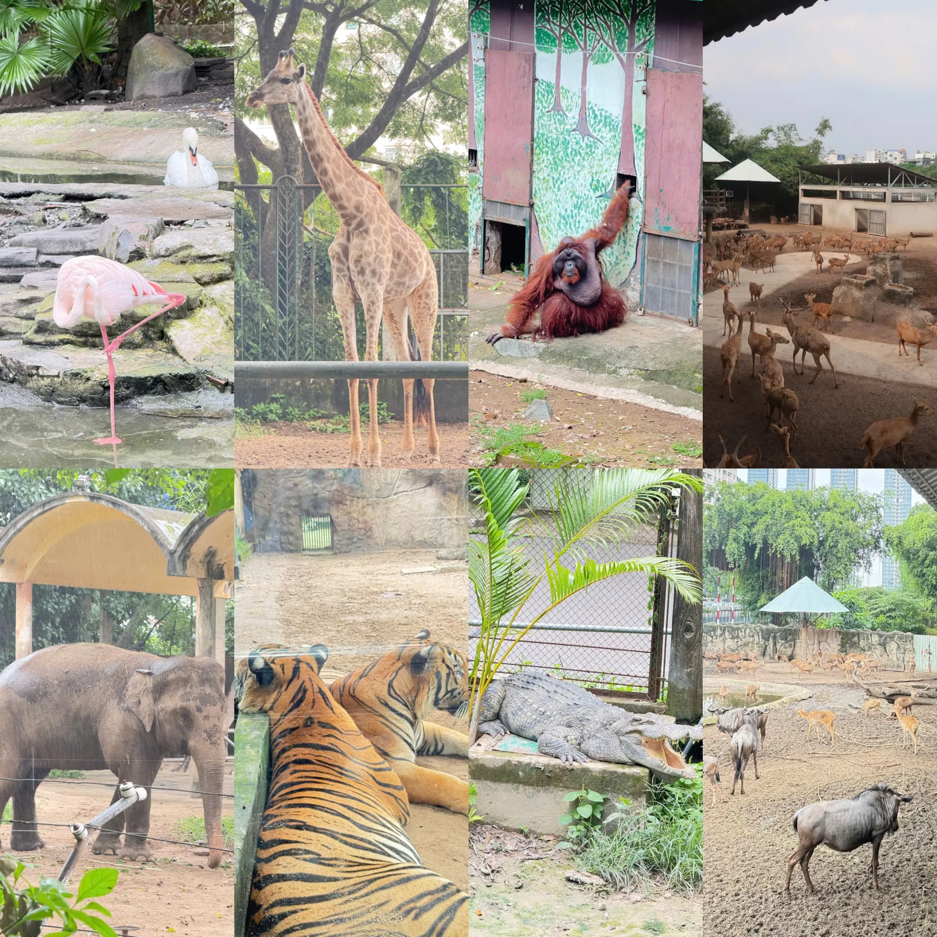 (Summary of some rare animals. Photo: Nguyendung, Bach Thi Ngoc Thao)