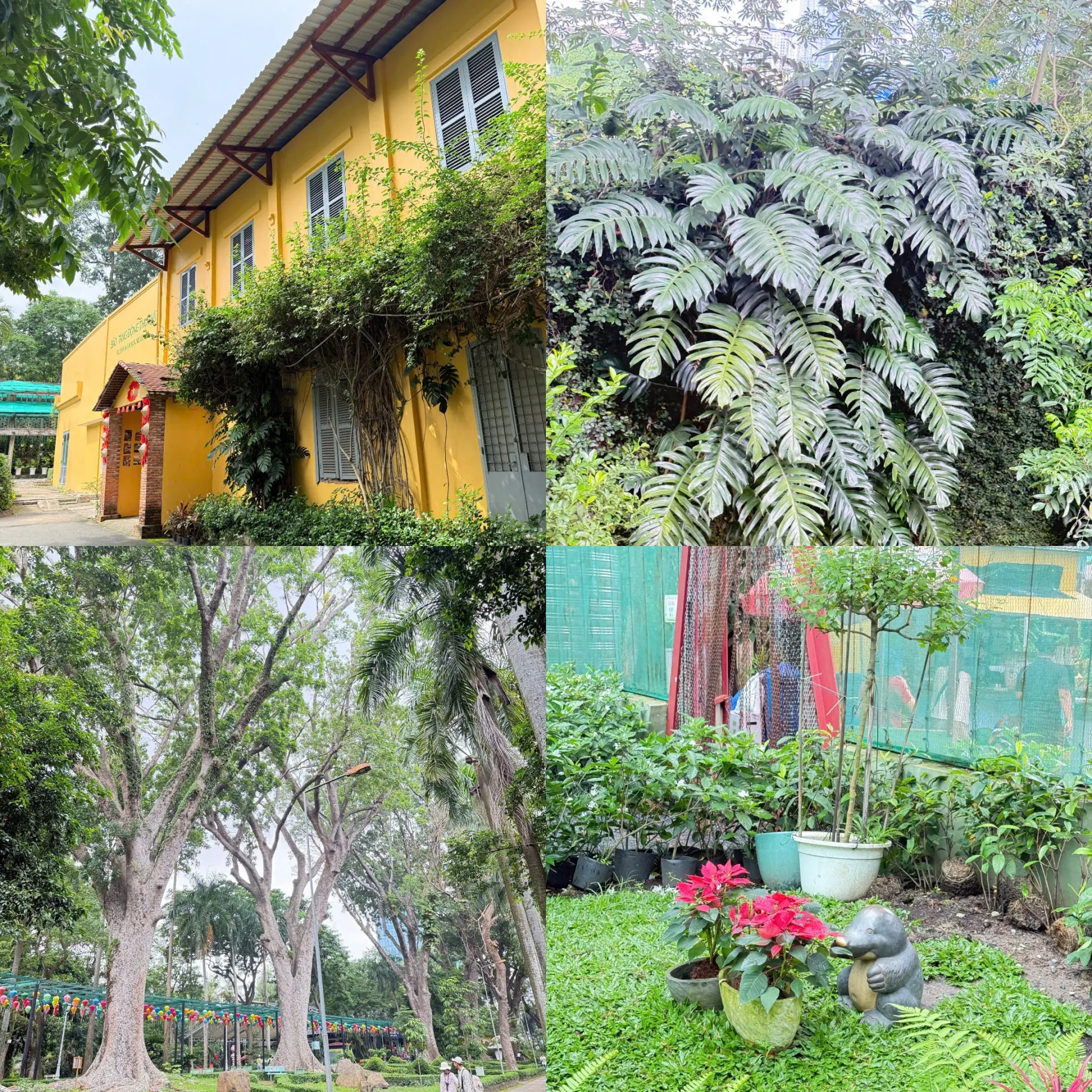 (Summary of some plant species. Photo: Nguyendung)